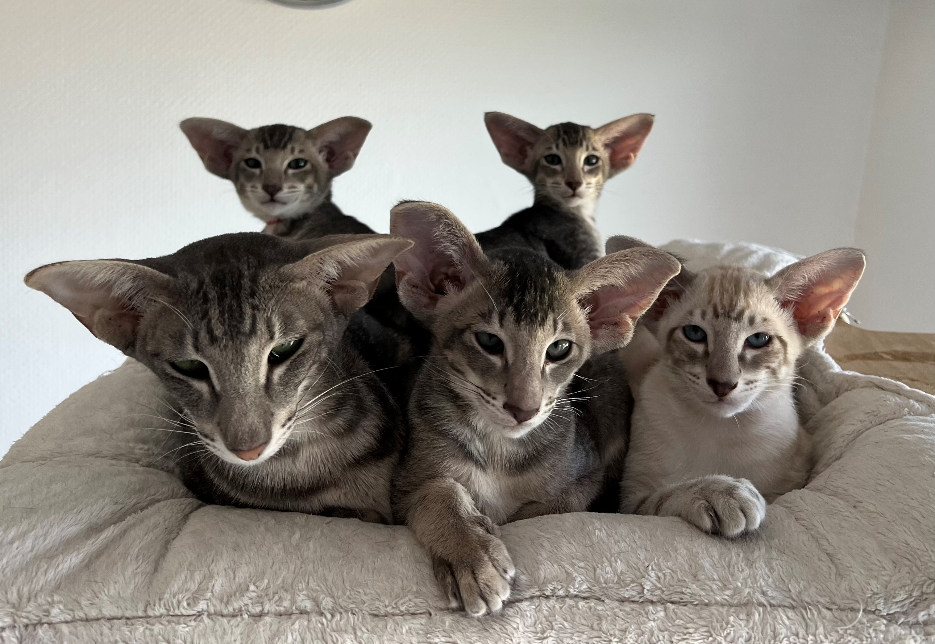 Foto's Cattery Joysa Cats